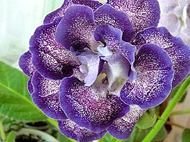 Хамгийн сайн ургамлын төлөөлөгч нь Глининия Шаганэ. Алсаас харагдахгүй цэцэг!