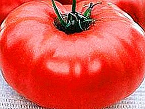Toetoetran'ny tomato iray avy amin'i Mikado: fanoritsoritana ireo voatabia indrindra amin'ny mponina amam-bolana