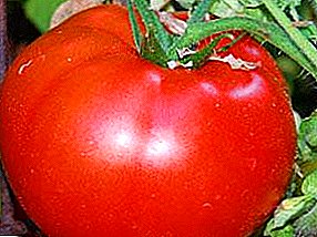 Excelente colleita nun curto espazo de tempo - variedade de tomate "Rei dos primeiros" descrición e características