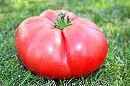 Iyanfẹ ti o dara fun awọn tomati fun ologba magbowo - Korneevsky Pink orisirisi: yangan ati iwulo