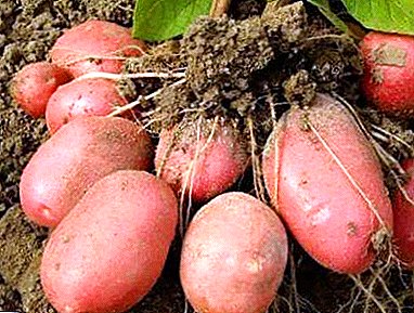Картошкаҳои Аирики Аврупо Аврупо: тавсифи гуногун, акс, хусусиятҳо