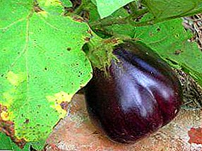 Nga take o nga mate o te tipu eggplant me to ratou mana: nga whakaahua o nga otaota e pa ana, ngaa arai aarai