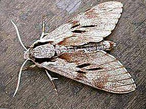 Alesan kanggo munculé moth: saka ngendi asal saka apartemen, saka apa katon ing pawon, carane kanggo nemokake ing ngarep