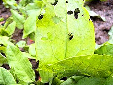 Причини за зелени бубачки на киселица. Како да се третираат растенијата и како да се спречи заканата?