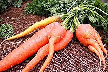 Причини за проблеми со моркови - зошто листот паѓа во градината, а расте грдо. Методи на борба