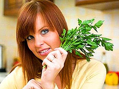 Nggunakake parsley kanggo menstruasi: decoctions lan infusions, carane cook lan carane ngombe?