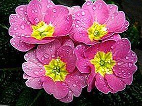 Garden primrose - gözəl çoxilliklərdən biridir