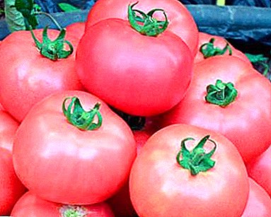 Giila ang Pet sa Hardinero - Tomato Grade Pink Cheeks