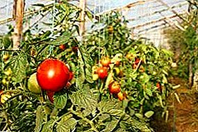 Industriellen Anbau vun Tomaten am Treibhauseffekt als Geschäft: Virdeeler an Nodeeler