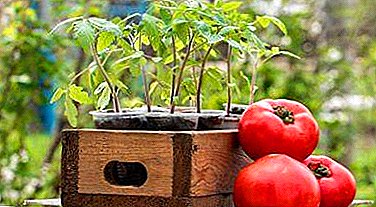 Jednostavni i efikasni načini pripreme tla za sadnice paradajza.