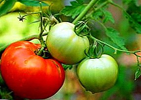 Cûreyek kontrolkirî ya celebê - Tomato Staroselsky: şirove, wêne, pêşniyarên ji bo lênêrînê