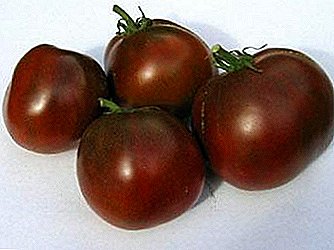 Akoko ti a ni idanwo Black tomati Prince: orisirisi alaye, awọn abuda, ogbin, Fọto