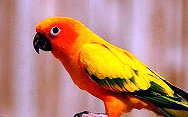 Ing diet saka parrots: iku bisa kanggo wong dill lan apa sing bakal kelakon yen sampeyan menehi?