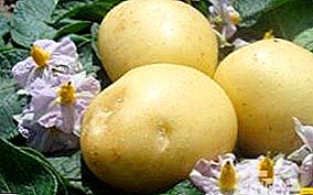 Varietet i hershëm i pjekur i patates "Natasha" - karakteristika dhe përshkrimi, foto