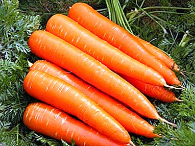 Рано зрело морков сорта Laguna - идеална култура за садење во региони со кратки лета