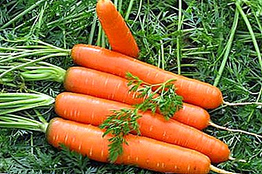 Mane maturandi varietates carrots sauteed Allobrogum. Descriptio de differences, culturae