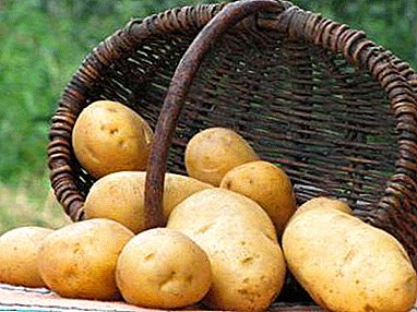 Ақылды бағбандар үшін ерте егін жинау - Минервер картоп: әртүрлілік және фотосурет сипаттамасы