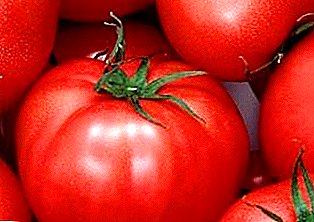 Рана жетва за почетници - барон домат: сорта опис, слика, карактеристики