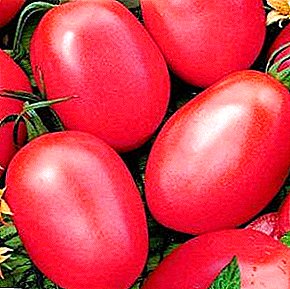 Frua rikolto estos prezentita al vi de la tomata Rose May: priskribo kaj karakterizaĵoj de la vario
