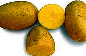 Patata eremuen izar goiztiarra - Vega patata: deskribapena eta ezaugarriak