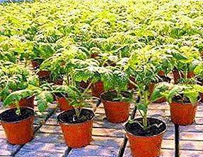 Plantoj de tomatoj por la forcejo: kiam planti kaj kiel kreski