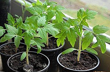 Tomat seedling ing windowsill: carane mlaku tetanduran lan tuwuh lan sepira kerepe kanggo banyu?