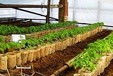 Uzgoj paradajza u stakleniku ili stakleniku: kako rasti i koje su prednosti, nedostaci ove metode?