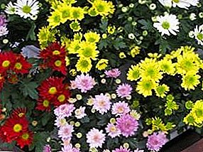 Pagpasanay ug pagtikad sa mga chrysanthemums. Mapuslanon nga mga tip