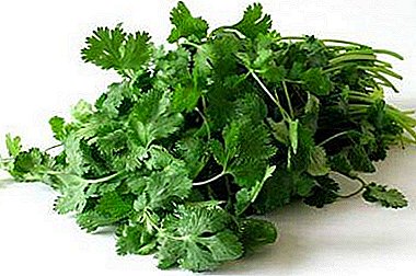 Umehluko phakathi kwe-seasonings ezimbili: uyini umehluko phakathi kwe-cilantro ne-parsley?