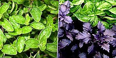 Различни растенија со слични имиња - Реган и Оригано. Разлики Василиј и Оригано