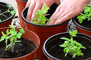 Receta për domate në rritje pas picking, probleme të mundshme dhe zgjidhje
