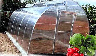 Radish sa usa ka polycarbonate greenhouse: kanus-a ug unsaon pagtanom og mga liso aron makakuha og maayong ani?