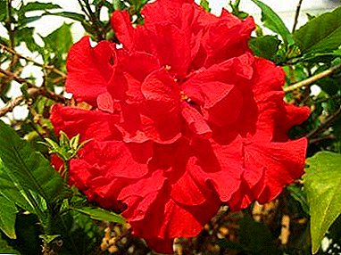 Препораки цвет лозарите за одгледување и грижа за тери хибискус дома. Слики и описи на сорти