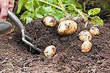 Rekomendasi nalika lan cara fertilize tanah kanggo kentang