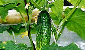 Aanbevelings vir die groei van komkommers in 'n woonstel, huis of kelder: watter verskeidenheid om te kies, wanneer dit beter is om te plant, hoe om behoorlik te sorg