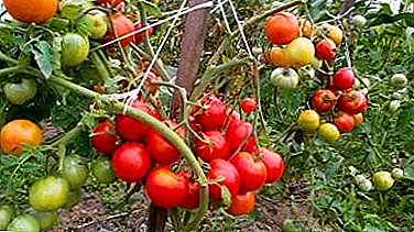 Opgepasst Frostbeständegkeet mat Tomato "Snowdrop": Charakteristesch, Beschreiwung vun der Varietéit an dem Foto