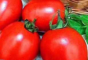 Rus erta pishgan, juda samarali pomidor "Valentina": turli va xizmatlarning tavsifi