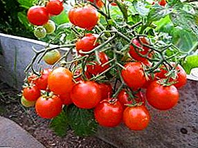 Disvastiĝo de valoraj tomatoj en la litoj - tomato "Perlo-Ruĝa"