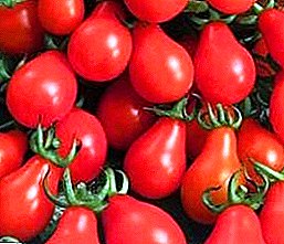 Unha dispersión de froitas brillantes no invernadoiro e nun xardín aberto - Tomate de pera vermella: descrición da variedade, peculiaridades de cultivo