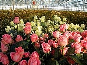 Roses a cikin greenhouse: nawa yake girma da kuma yadda za a yi girma a duk shekara zagaye?