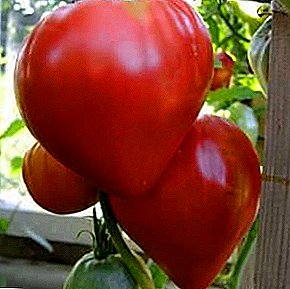 Jambon klasik ing griya ijo - gambaran saka bahan saka tomat "Kardinal"