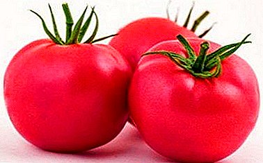 Пинк рај во градината - јапонски хибриден домат "Пинк рај": земјоделска технологија, опис и карактеристики на сортата