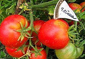 Rose-vèt bote pou sèr ak sèr - tomat "gèycha": deskripsyon varyete a, rekòmandasyon pou kiltivasyon