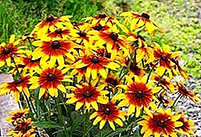 Rudbeckia არის მზიანი, ნათელი ყვავილი ნებისმიერი ბაღი.