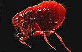 একটি প্রাণী থেকে আপনি একটি মানুষ বা একটি flea পশু! কিভাবে বিড়ালদের fleas মানুষের জন্য বিপজ্জনক?