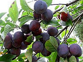 Garden plum: simple, delicious, necessary, useful