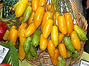 A máis inusual na familia Solanaceae - tomate "Banana legs"
