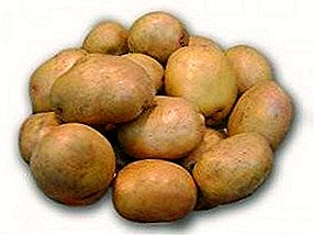 बटाटे ब्रीझ सर्वात अनोळखी आणि उत्पादनक्षम विविध