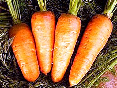 Најважно за сочниот извор на каротин - морков Каротел