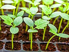 Tanduran cucumbers: wiji kanggo greenhouses utawa tunas? Pilihan, aturan sowing lan tanduran, foto